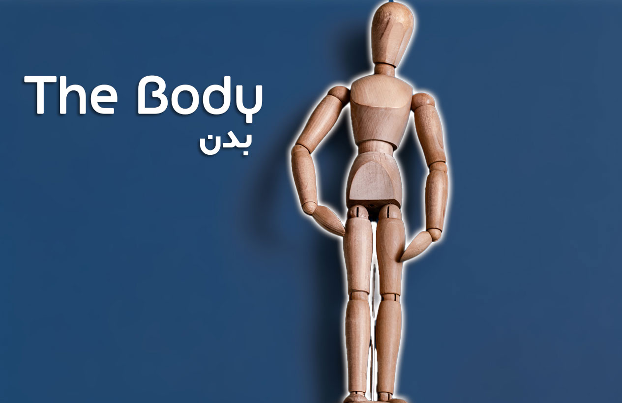 لغات موضوعی  بدن The Body